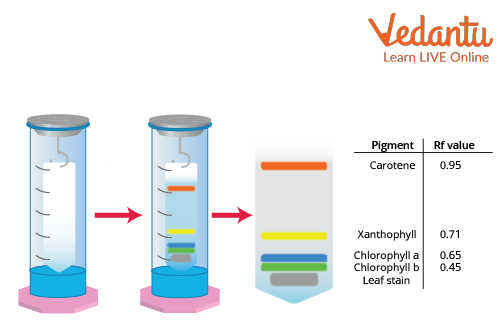 The experimental setup of paper chromatography