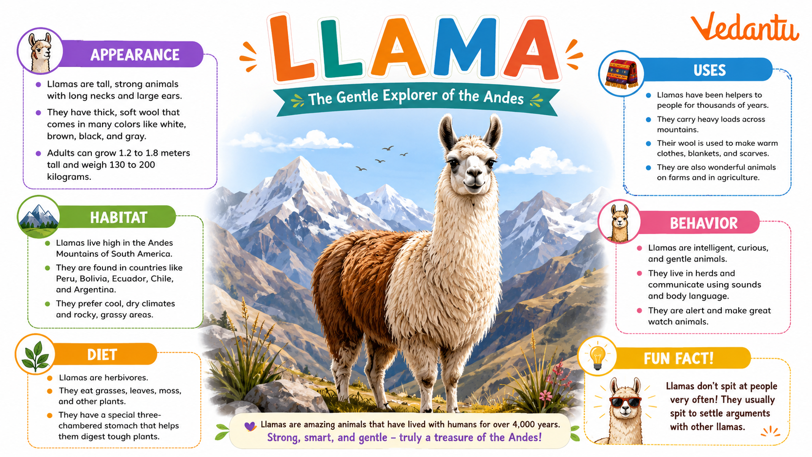 Llama animal standing in mountain habitat