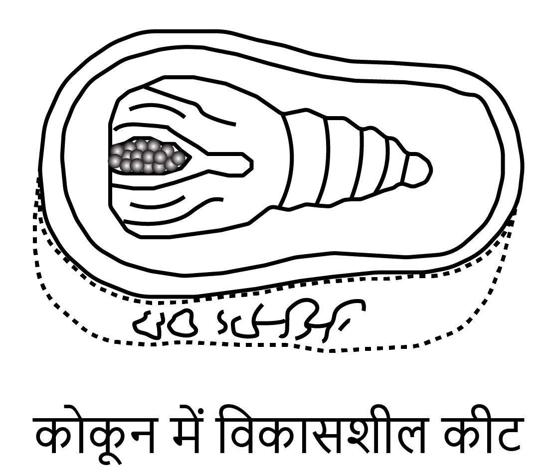रेशम कीट के जीवनचक्र की उन दो अवस्थाओं के चित्र