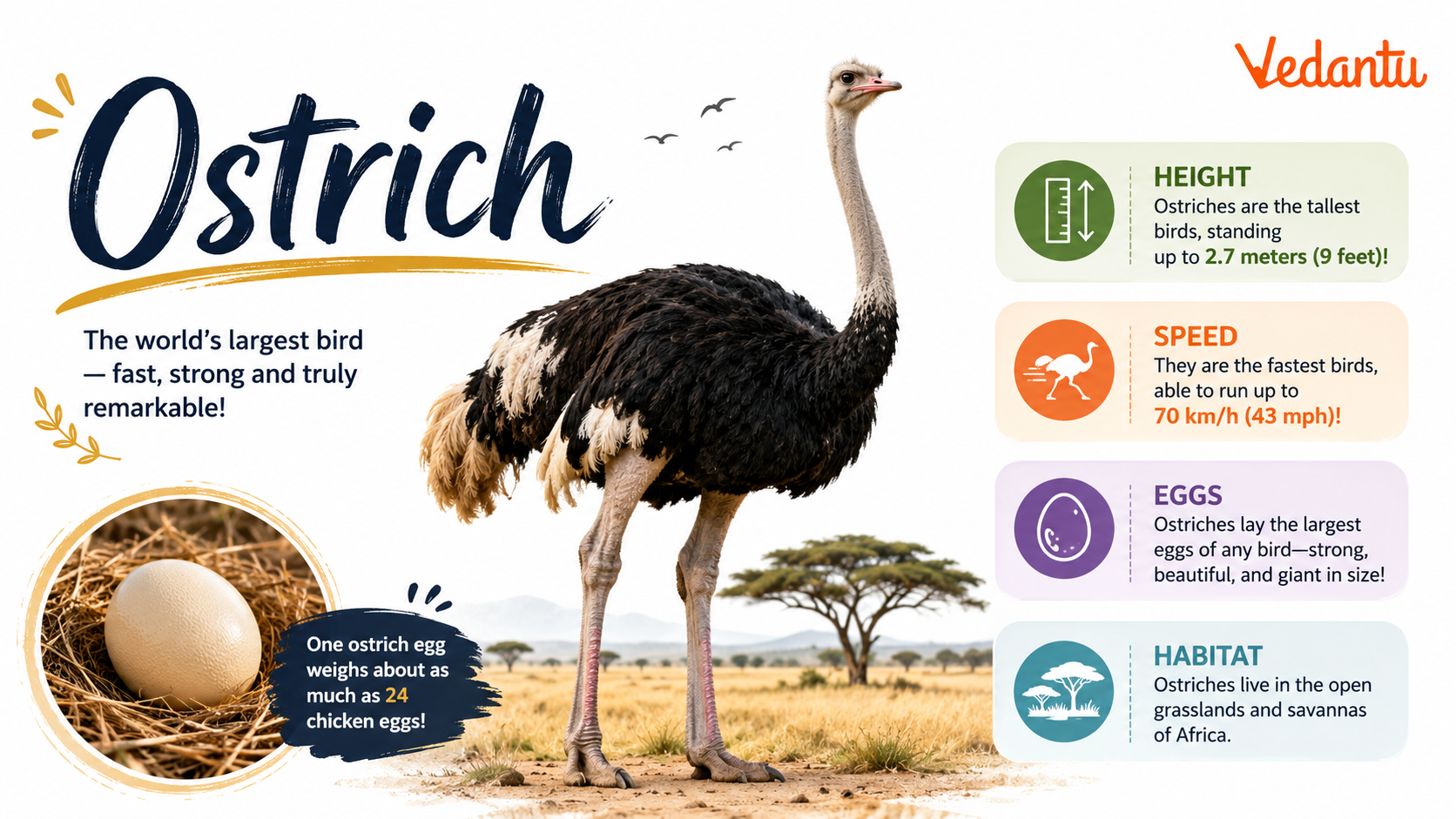 Ostrich bird standing in grassland habitat