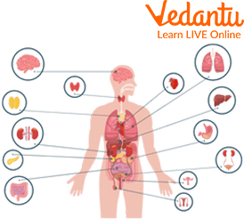 The Organs of the Body