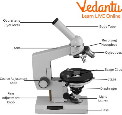 What Are The Parts Of A Microscope Labeled In English Age Infoupdate What Are The Parts Of A Microscope Labeled In English Age Infoupdate