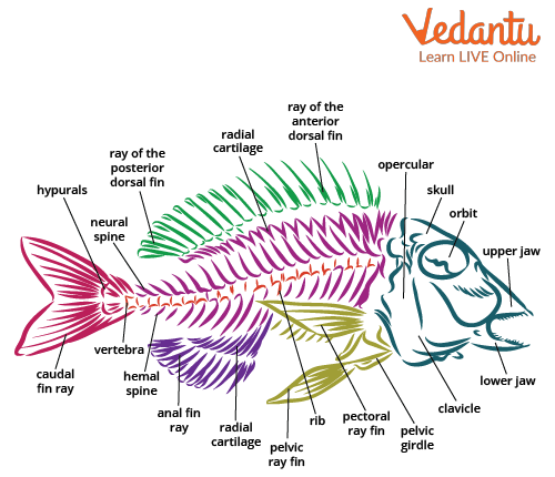 Skeleton of Fish