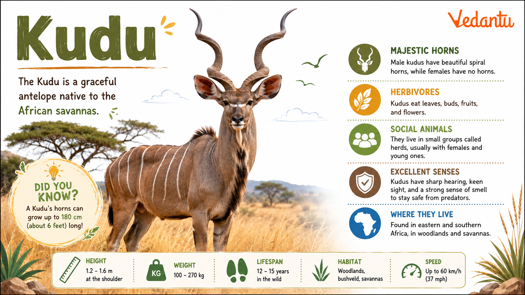 Kudu with long spiral horns standing in African savanna habitat