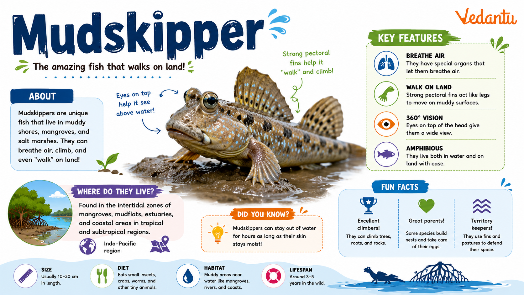 Mudskipper fish walking on mud