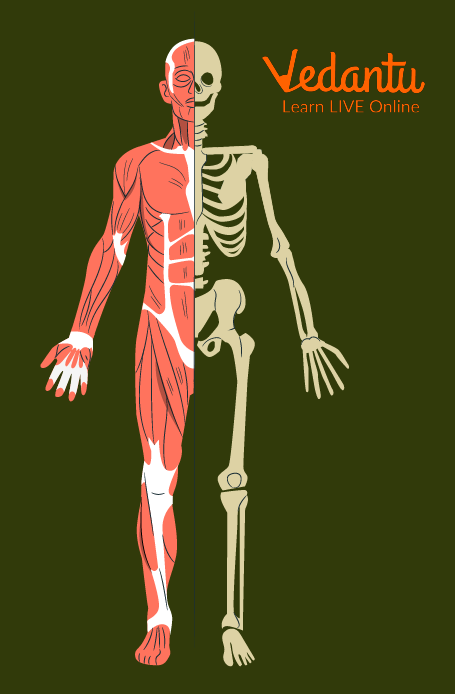 Bones and Muscles of our body