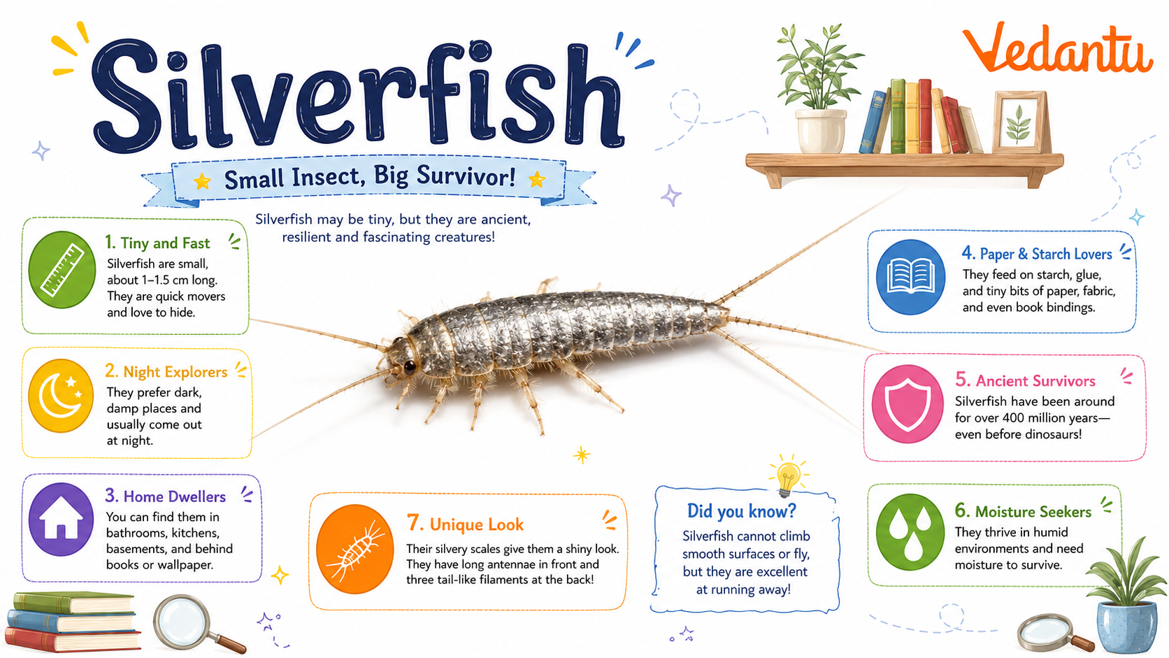 Silverfish insect with long antennae and silvery body