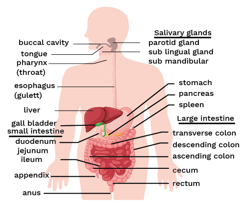 Digestive system of Human Body