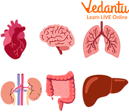 Major Organs of the Body