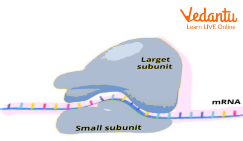 Structure of Ribosomes