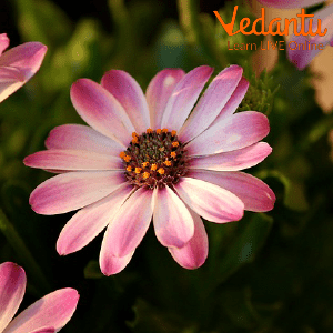 African Daisy