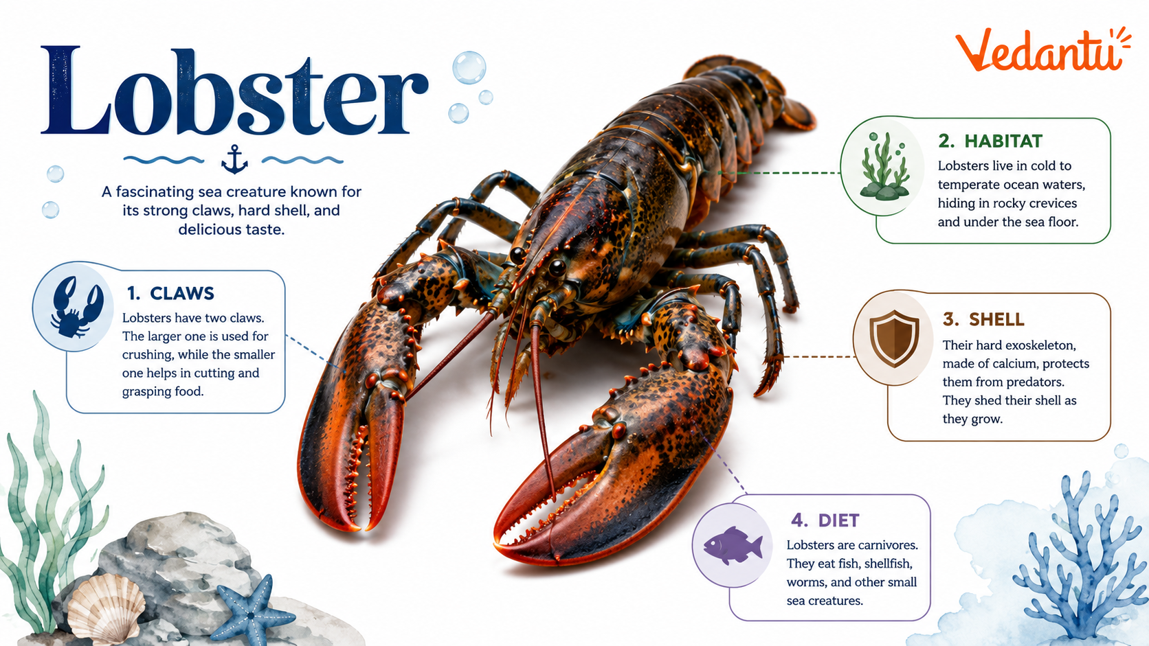Lobster marine animal with strong claws and hard shell