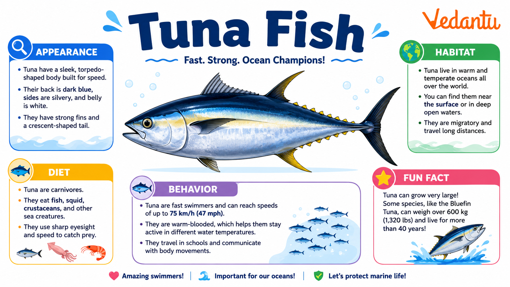 Tuna Fish swimming in the ocean