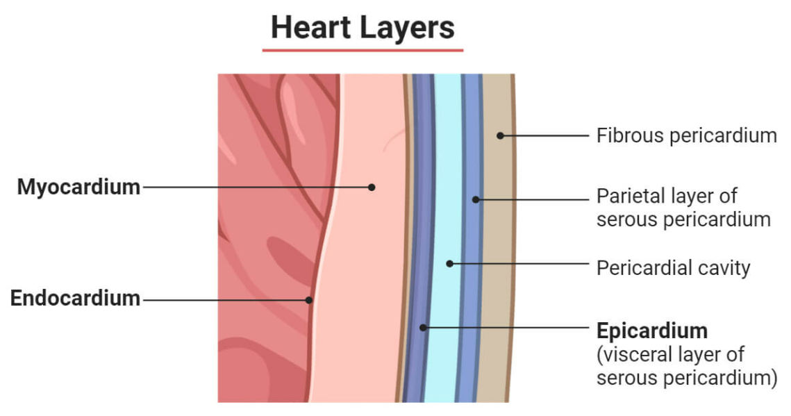 Layers of the Human Heart Wall