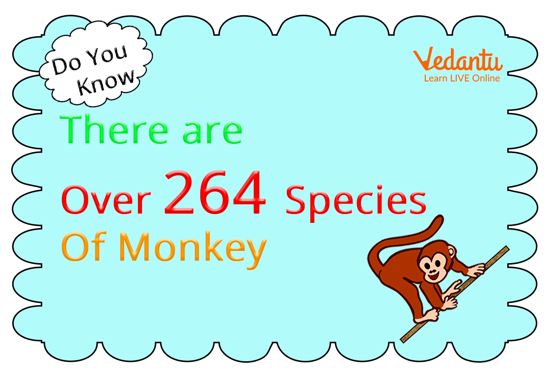 Fact About Monkeys