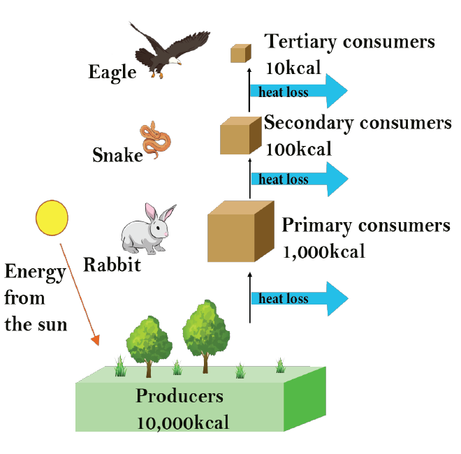 Food Chain