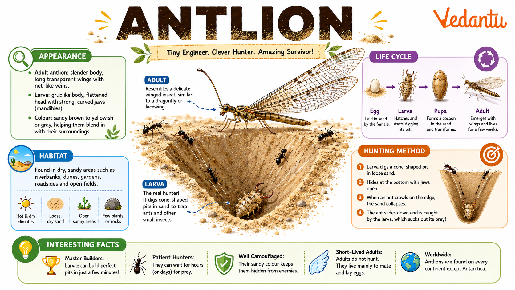Antlion insect in sandy habitat