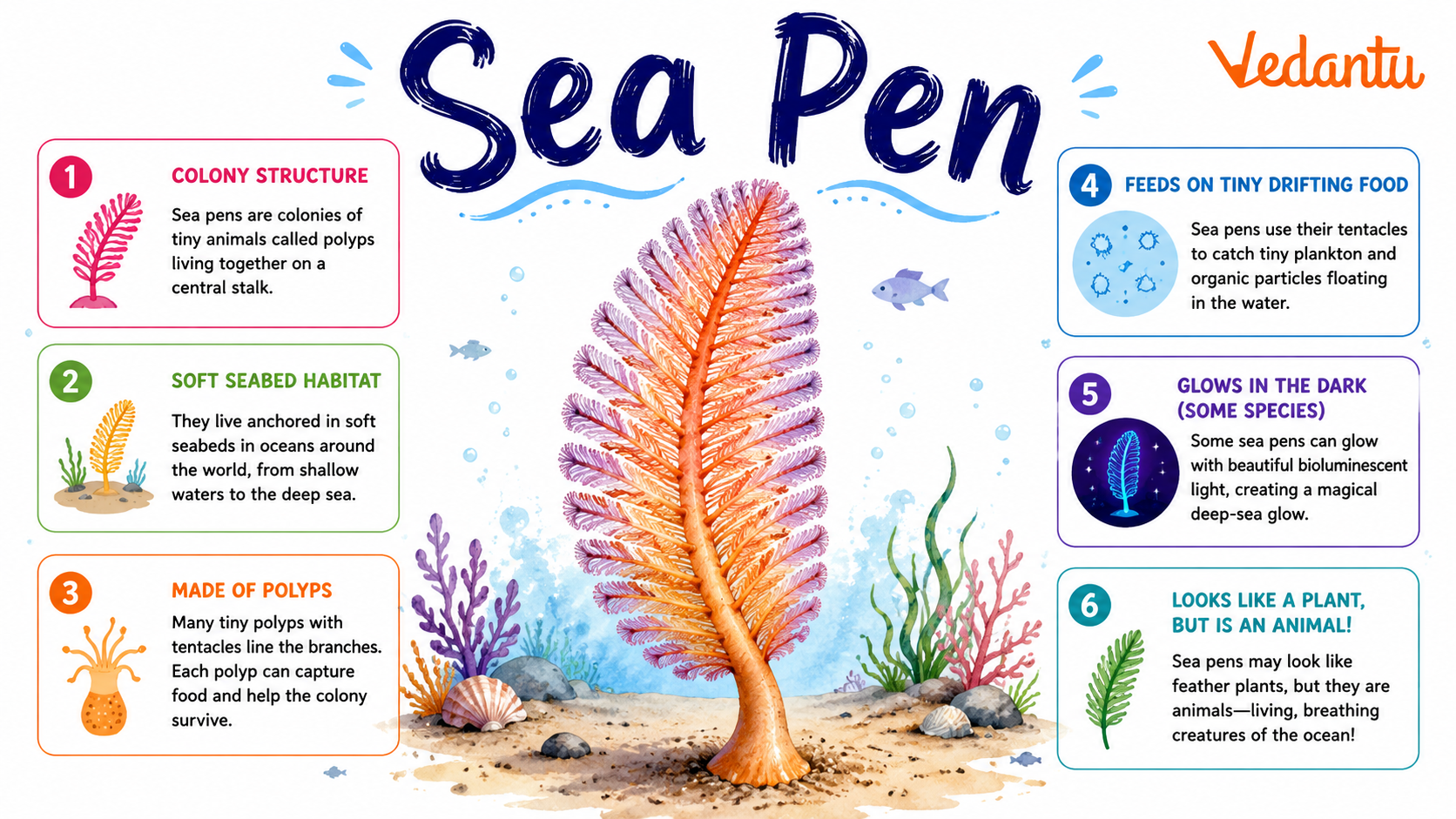 Sea Pen marine animal soft coral