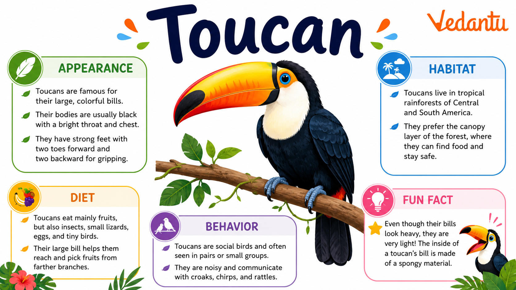 Toucan bird with large colourful beak sitting on a branch