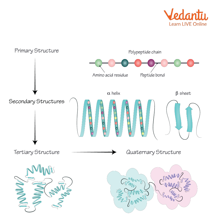 Protein Structure