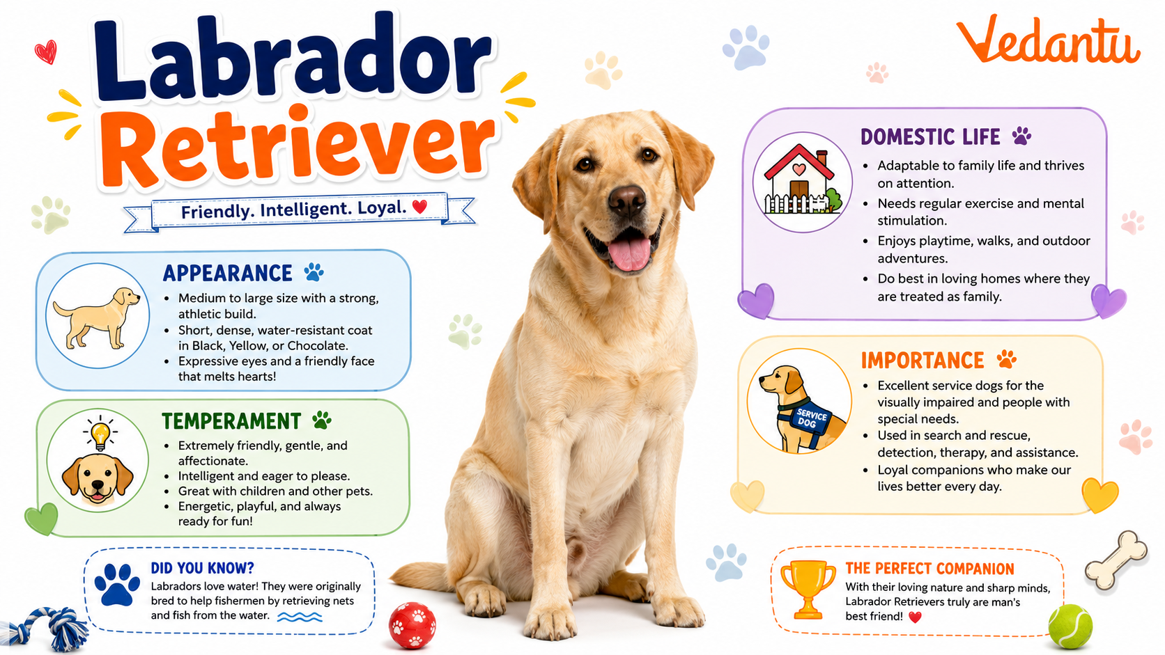 Labrador Retriever Dogs