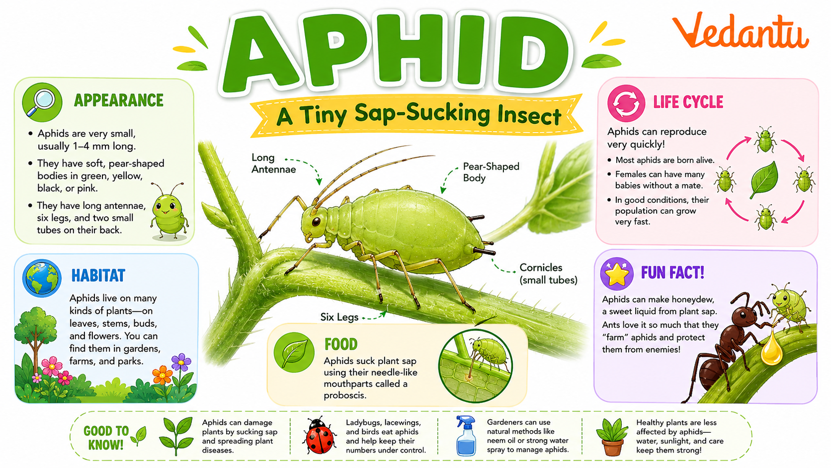 Aphid insect on plant leaf
