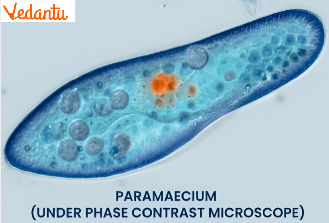 Structure of Paramecium Under Microscope