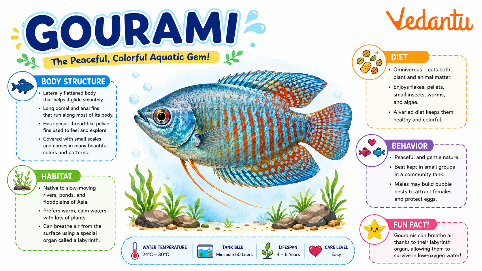 Gourami fish