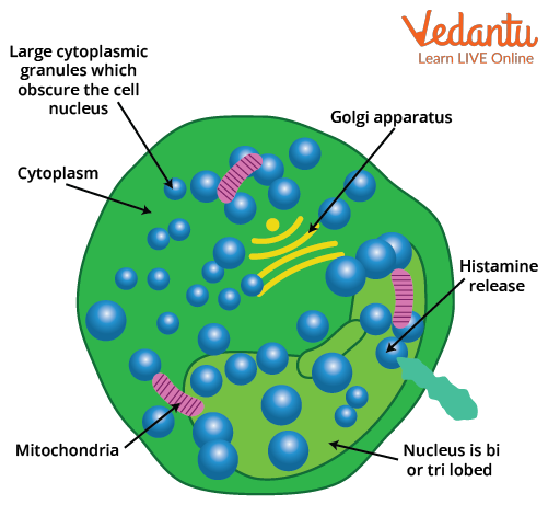 Structure of Basophil