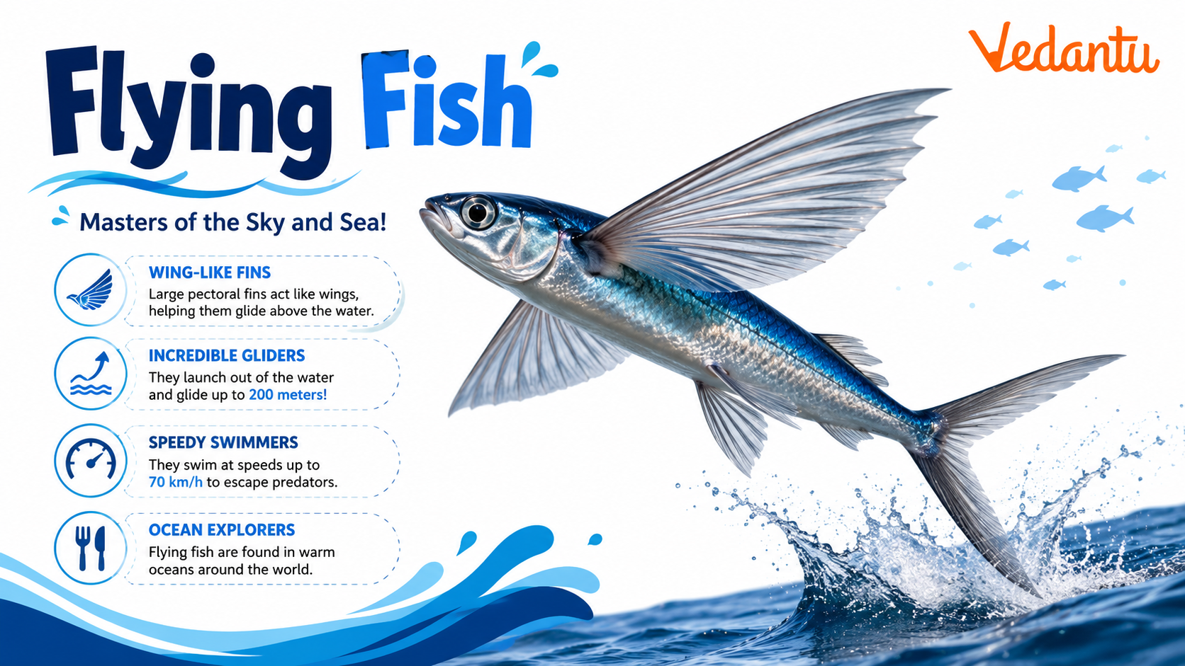 Flying Fish gliding above ocean surface