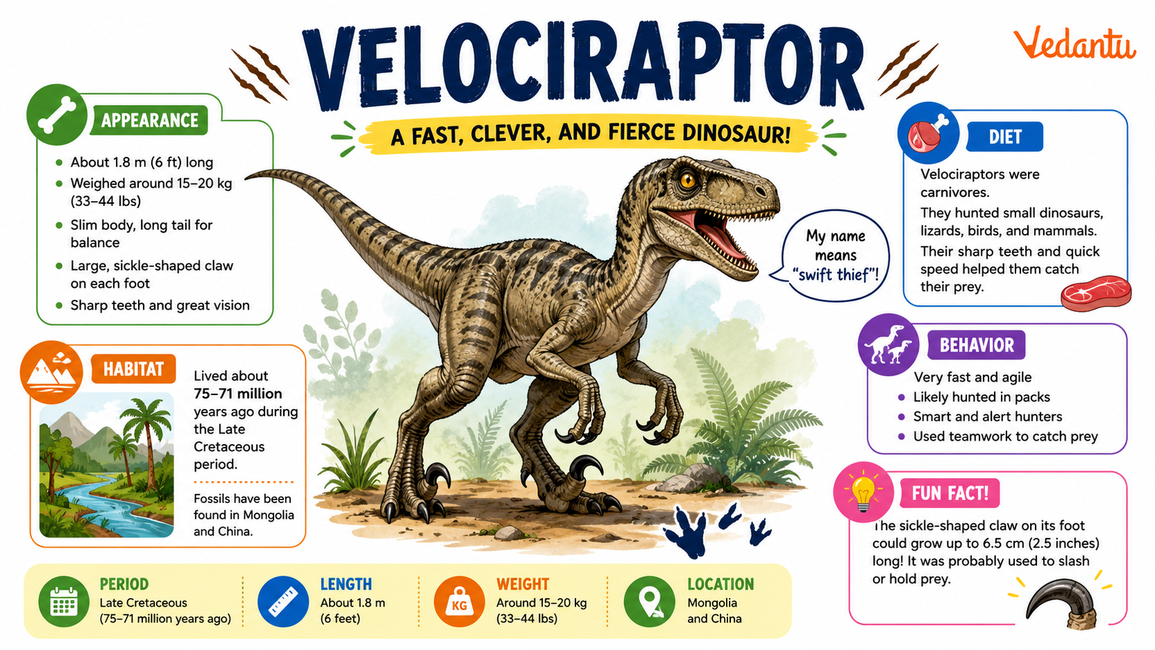 Velociraptor dinosaur illustration showing its body shape and claws