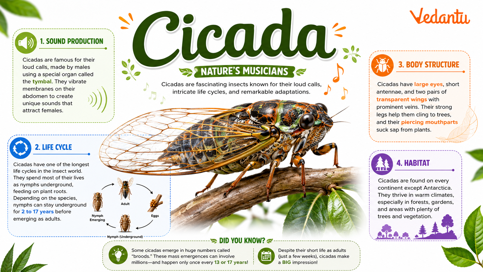 Cicada insect with transparent wings
