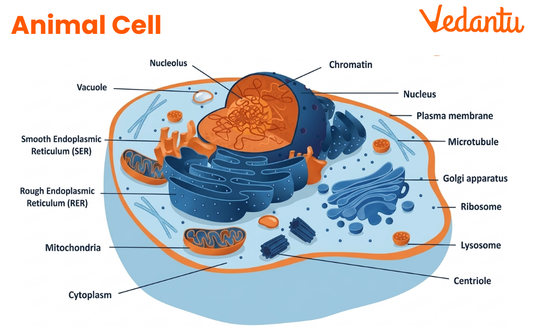 Animal Cell Diagram