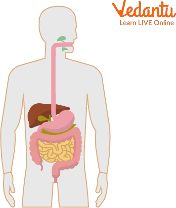 The Digestive System