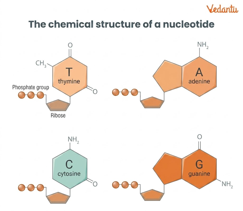 components of nucleotide