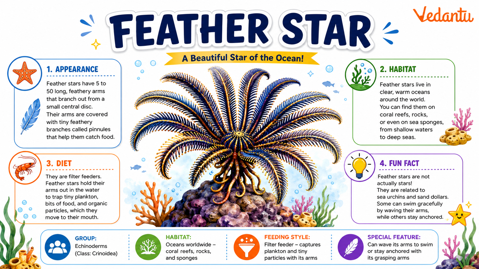 Feather Star marine animal with feathery arms underwater
