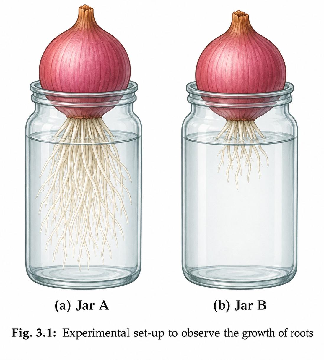 In Jar A, where the root tips are not cut, the roots continue to grow in length every day.png