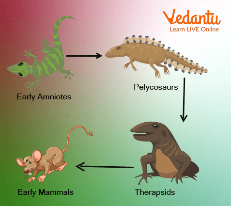 Evolution of Mammals