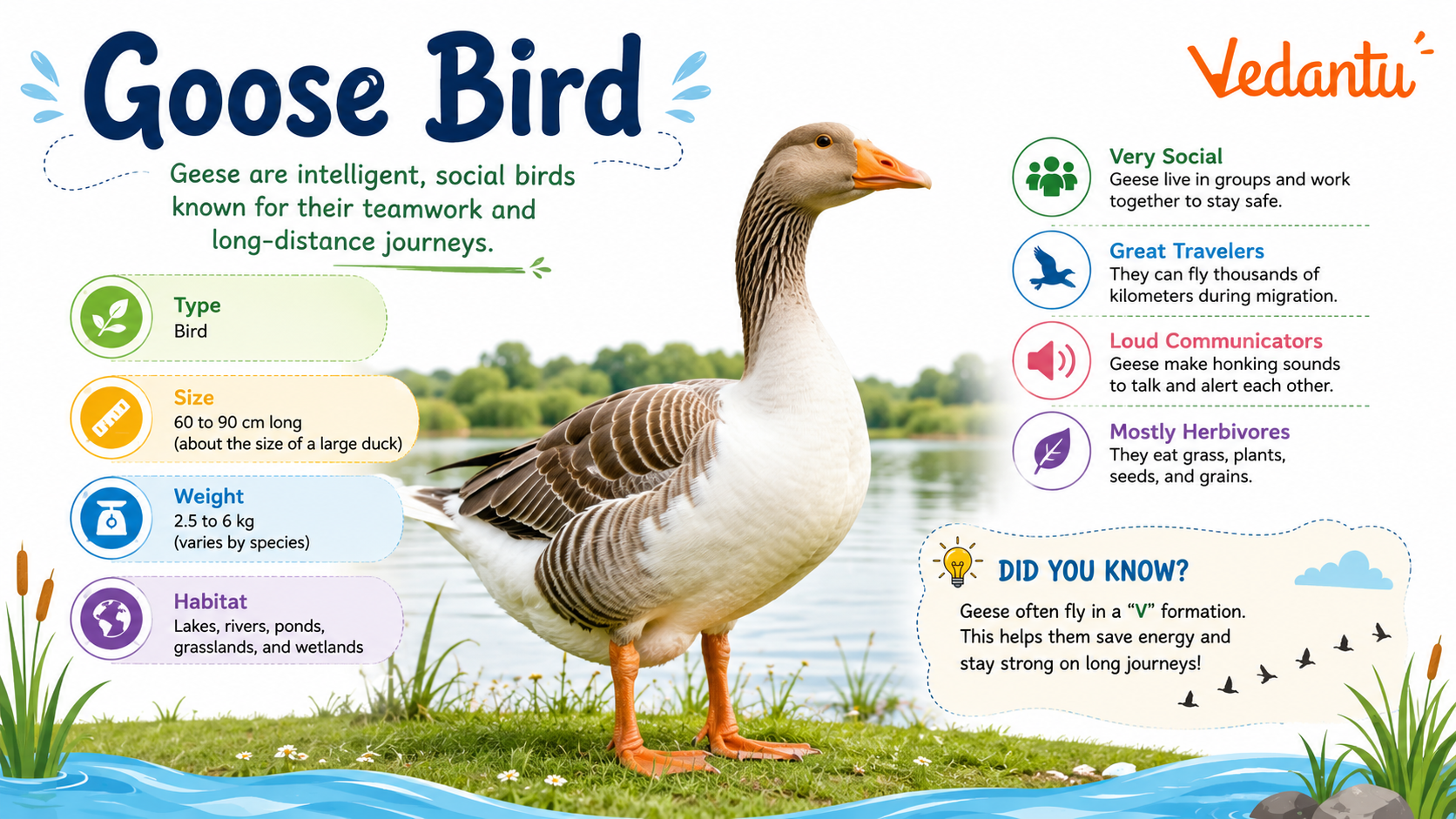 Goose Bird standing near water habitat