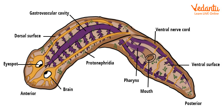 Structure of Planaria