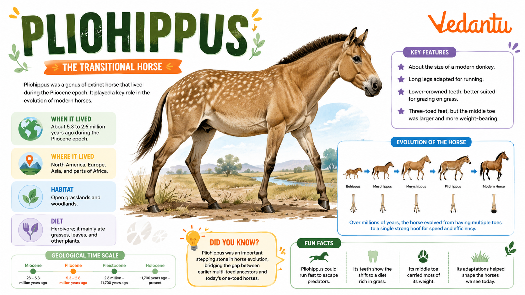 Pliohippus prehistoric horse ancestor