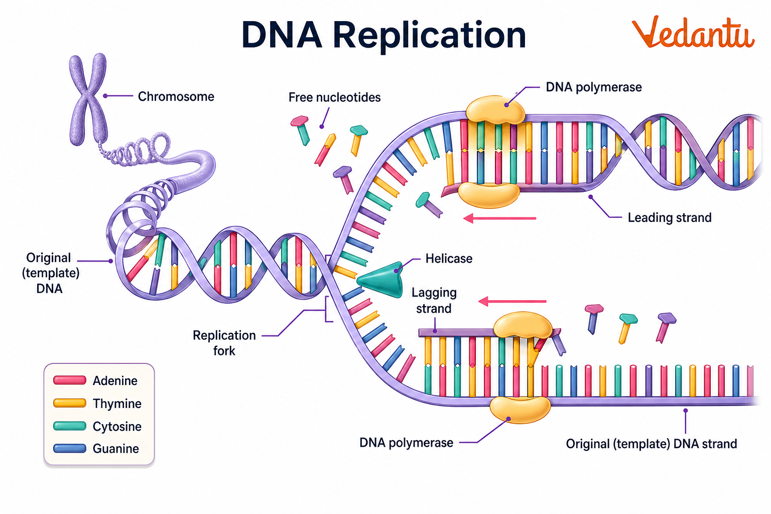 DNA Replication Diagram