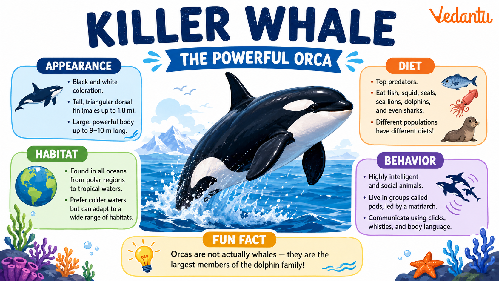 Killer Whale swimming in the ocean