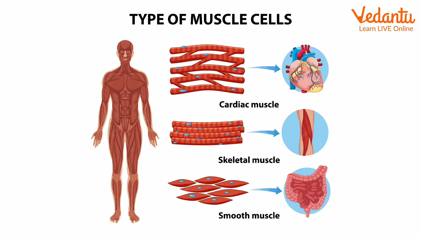 Types of Muscles