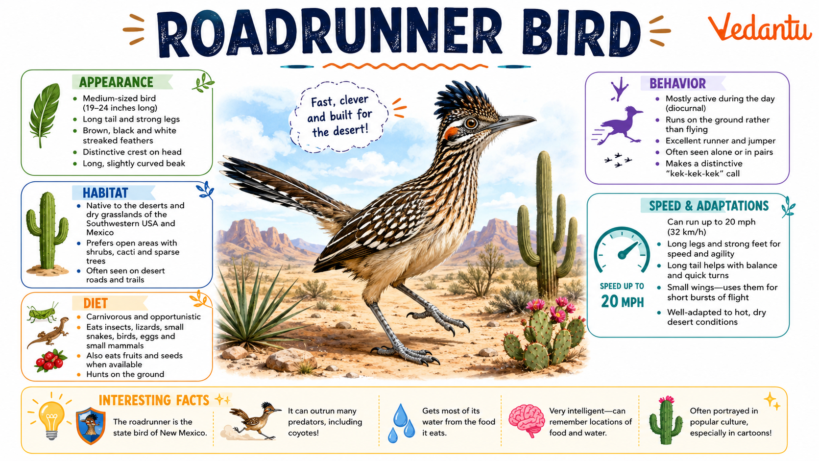 Roadrunner Bird