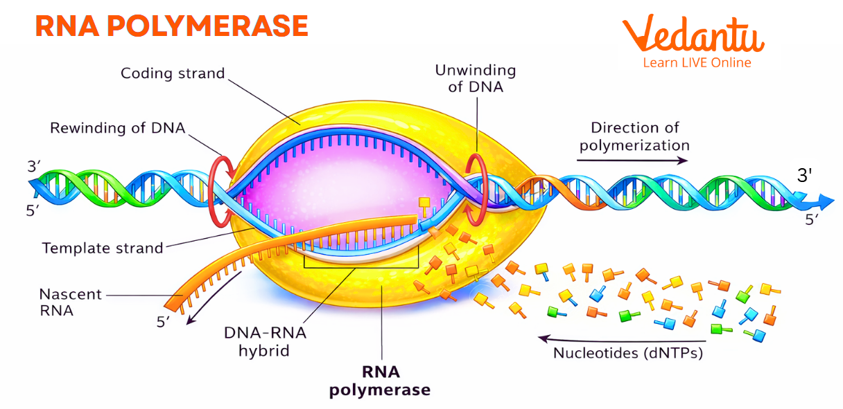 RNA Polymerase