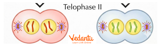 Meiosis II - Telophase II
