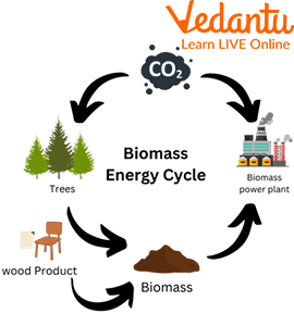 Biomass Energy Cycle