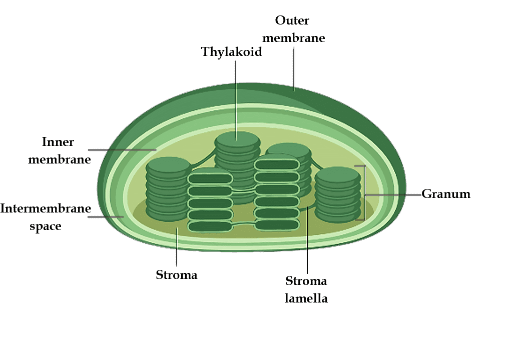 Chloroplast