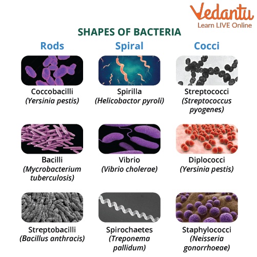 Shapes of Bacteria